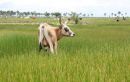 Casamance 17